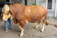 Setara Harga Mobil LCGC, Sapi Kurban Presiden Prabowo Asal Magelang Dibanderol Rp 126 Juta