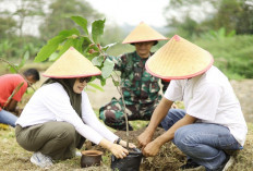 Waspada Banjir Bandang di Borobudur, Ratusan Warga Tanam Pohon Gayam di Sungai Sileng
