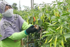 Harga Cabai Temanggung Naik 40 Persen Jelang Ramadan, Petani Terancam Gagal Panen