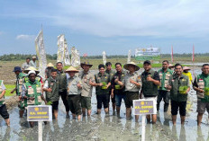 Percepat Pemulihan Pascabencana, Aceh Gelar Tanam Padi Serempak