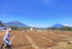 Kemitraan Petani Tembakau Temanggung dengan Pabrikan Meluas, Lahan Capai 1.400 Hektare