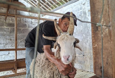 Langka! Domba Bertanduk Lima Muncul di Magelang, Pemilik Tolak Tawaran Pembeli