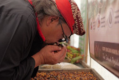 Bupati Temanggung Minta Petani Tingkatkan Kualitas Kopi, Produksi Panen Raya 2026 Turun hingga 50 Persen