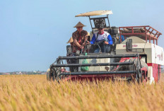 Akhir Penantian Petani Pemalang dan Ambisi Jateng Tembus Target 10,5 Juta Ton Padi