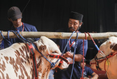 Susu Jateng Minus Puluhan Ribu Liter, Ahmad Luthfi Dorong APPSI Bikin Kontes Sapi Perah