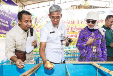 Genjot Swasembada Pangan, Pemprov Jateng Perkuat Regenerasi 630 Ribu Petani Milenial