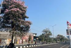 Bunga Tabebuya Mekar di Jalan Magelang-Yogyakarta, Pantang Disiram Saat Kemarau
