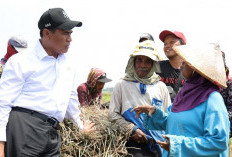 Kesejahteraan Petani Terus Menguat, NTP September 2026 Tembus 131,11