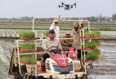 Tanam Padi di Lokasi Brigade Pangan, Wamentan Sebut Mekanisasi Menguntungkan