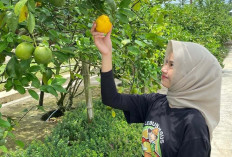 Kebun Bagus Temanggung, Ajak Wisatawan Petik Buah Sendiri Langsung dari Kebunnya