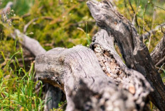 Insiden Pohon Tumbang di Dua Wisata Magelang, 1 Orang Meninggal Dunia