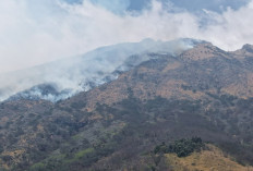 Kebakaran Gunung Sumbing Meluas ke Magelang, 19 Hektare Lahan RPH Mangli Hangus