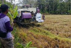 Manfaatkan Sumur Dalam, Brigade Pangan Klaten Panen Padi di Musim Kemarau