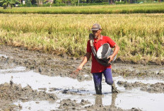 Di Tengah Krisis Pupuk Global, FAO Sebut Petani Indonesia Tetap Tanam dan Penopang Cadangan Beras Dunia