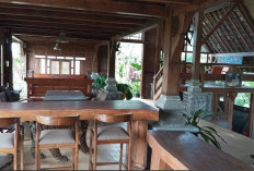 Wisata Baru di Magelang? Wisata Alam Randu Alas Secang Jadi Daya Tarik Terkini