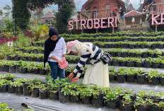 Krincing Strawberry Hill di Mangli Magelang, Tawarkan Edukasi Budi Daya Stroberi