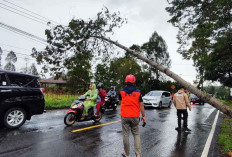Hujan Deras Picu Pohon Tumbang dan Rumah Ambrol di Temanggung, BPBD Pastikan Tak Ada Korban Jiwa