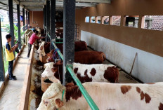 Harga Hewan Kurban di Temanggung Naik Jelang Idul Adha, Stok Dipastikan Aman