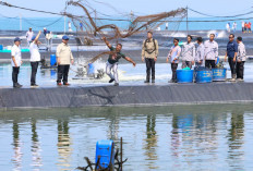 Ahmad Luthfi Dampingi Presiden, Panen Raya Udang di Kebumen, BUBK Dongkrak Ekonomi Warga