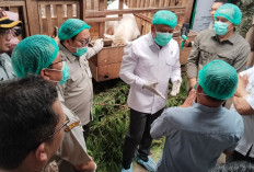 Wamentan Dorong Hilirisasi Susu Kambing, Pendapatan Peternak Magelang Naik 500 Persen