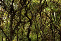 Dermaga Waduk Mrica, Punya Hutan Lord of the Rings Ala Banjarnegara