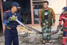Rumah Dekat Kebun di Wonosobo Disusupi Ular Sanca 4 Meter, Damkar Turun Tangan