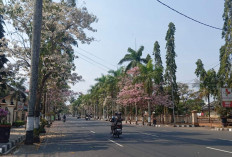 Makin Megah, Tabebuya Hiasi Jalur Menuju Borobudur di Mungkid Magelang Layaknya Sakura Jepang