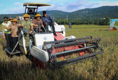 Panen Padi Jawa Tengah Mulai Digelar, Target Capai 3,35 Juta Ton Tiga Bulan