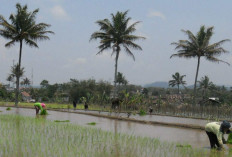 Temanggung Target Jadi Lumbung Pangan 2026, Inpari 32 Jadi Andalan Musim Tanam Pertama