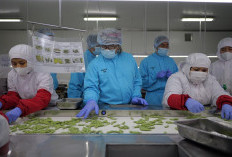 Bupati Temanggung Dorong Petani Kembangkan Edamame dan Buncis, Peluang Ekspor Menggiurkan