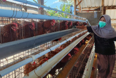 Harga Telur Ayam di Temanggung Anjlok hingga Rp17 Ribu/Kg, Peternak Minta Pemerintah Segera Bertindak