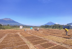 Gudang Garam Stop Beli Tembakau Temanggung, Ekonomi Petani Terpukul
