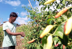Produksi Cabai Temanggung Menurun, Pasokan Lokal Dipastikan Tetap Aman