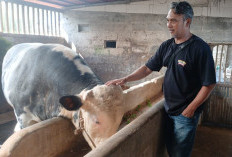 Sapi 1 Ton Asal Wonosobo Terpilih Jadi Kurban Presiden Prabowo