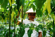 Harga Cabai Tinggi, Petani Kabupaten Temanggung Diintai Ancaman Virus Kuning dan Serangan Penyakit Musim Hujan