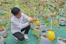 Desa Dawung Bagikan Bibit Sayuran untuk Tingkatkan Ketahanan Pangan Warga