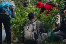 Pemkab Temanggung Hijaukan Lereng Sindoro, Sumbing, dan Prau, Ribuan Bibit Dibagikan Gratis Tiap Tahun
