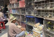 Pedagang Burung Pasar Pahing Magelang Sepi Pembeli akibat Tren Cuci Mata