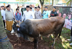 Wamentan Sudaryono: Ketersediaan Hewan Kurban Nasional Surplus, Pasokan Aman