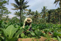 DPRD Temanggung Tolak Aturan Turunan PP 28/2024, Nilai Ancam Nasib Petani Tembakau Nasional