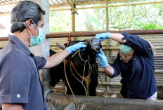 Antisipasi Idul Adha, DKPPP Temanggung Periksa Kesehatan Hewan Kurban dan Beri Obat Cacing