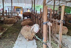 Warga Kota Magelang Cukup Duduk Manis, Daging Kurban Kini Diantar Langsung ke Rumah