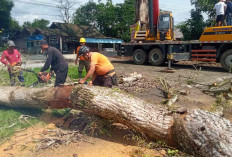 Pohon Randu Alas Berusia 250 Tahun di Borobudur Akhirnya Ditebang, Tunas Baru Disiapkan