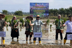 Bangkit dari Banjir! Brigade Pangan Aceh Timur Kembali Tanam 150 Hektare Padi