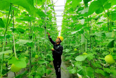 Bukan Energi Listrik Saja, Begini Cara Pertamina Dorong Pemanfaatan Panas Bumi untuk Perekonomian Rakyat