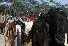 Pengawasan Ternak Diperketat Jelang Idul Adha 1447 H, Cegah Penyakit Masuk Temanggung
