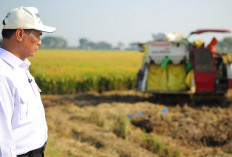 Mentan Amran: PM-AAS Gandakan Hasil Panen, Pendapatan Petani Ikut Naik