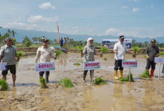Pacu Produksi Nasional, Kementan Tanam Padi Serempak di 25 Provinsi