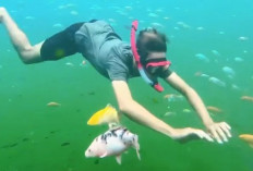 Snorkeling di Magelang? Taman Wisata Air Kalibening Jadi Rekomendasinya