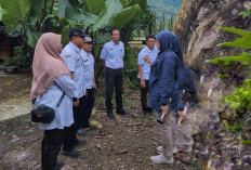 UGM Rekomendasikan Penebangan Pohon Randu Alas Berusia Ratusan Tahun di Borobudur 